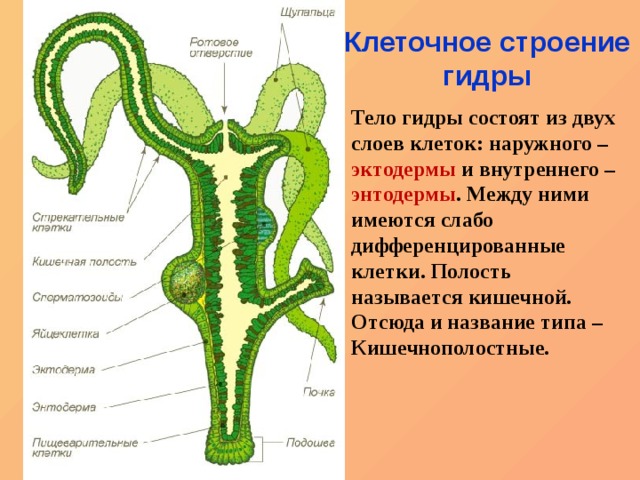 Кракен тор krakens13 at